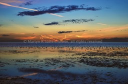 Sunset feeding on the wash - Norfolk - England